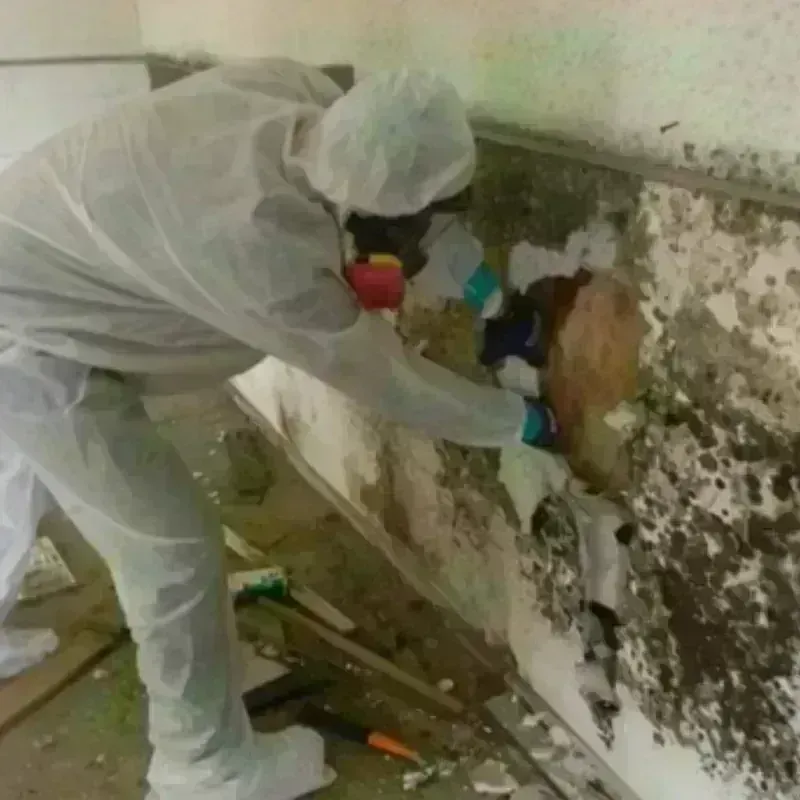 Mold Remediation and Removal in Basin City, WA